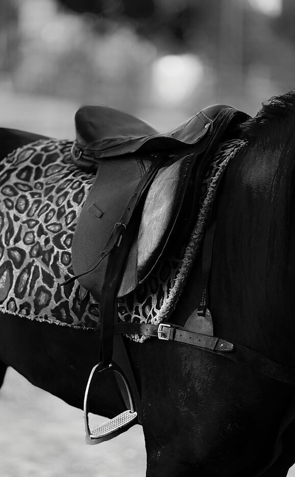 Black horse with a leopard print blanket and saddle, elegant equestrian style.